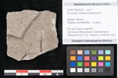 Foto (Objekt + Etikett) von Puccinites zosterae Ettingshausen (NHMW-GEO-2024-0188-6625)